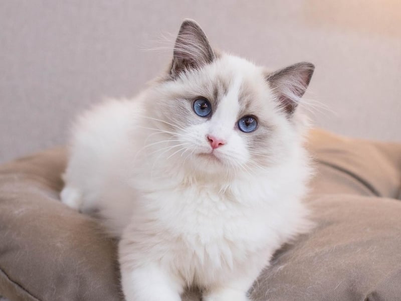 The Ragdoll is a breed of cat with a distinct colorpoint coat and blue eyes. They are best known for their docile, placid temperament and affectionate nature.
