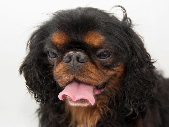 Known as the English Toy Spaniel in the USA, the King Charles Spaniel requires very little to be happy. Providing them with a few laps in the garden and a cosy spot for napping will keep them absolutely content.