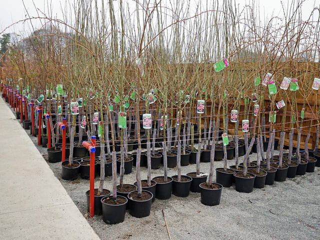 Glapwell Nurseries said it has received positive feedback since it reopened on Friday, with many loyal customers eager to return to the popular garden centre