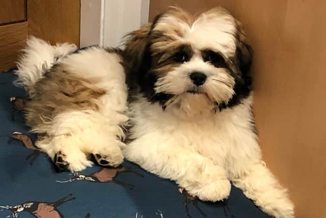 Tips on how to keep your pet safe issued on National Dog Day