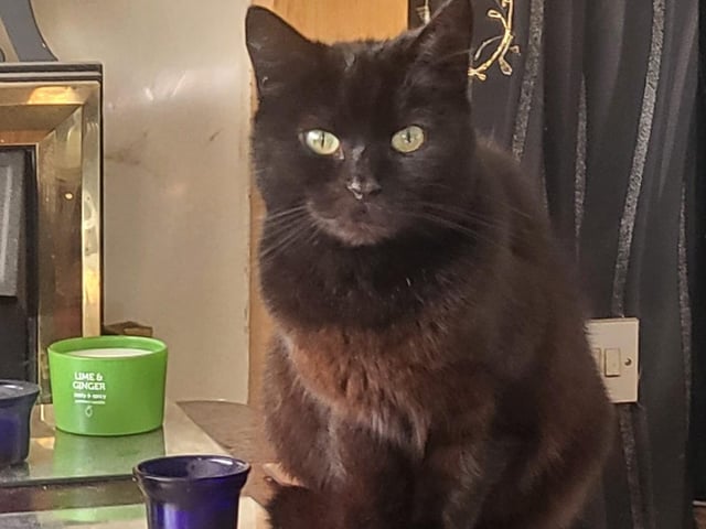 Sarah Jayne Madigan from Ashfield shared this photo of her rescue cat, Lucky.