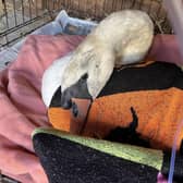 The injured swan was rescued from Pleasley by Linjoy Wildlife Sanctuary and Rescue, assisted by Shirebrook firefighters.
