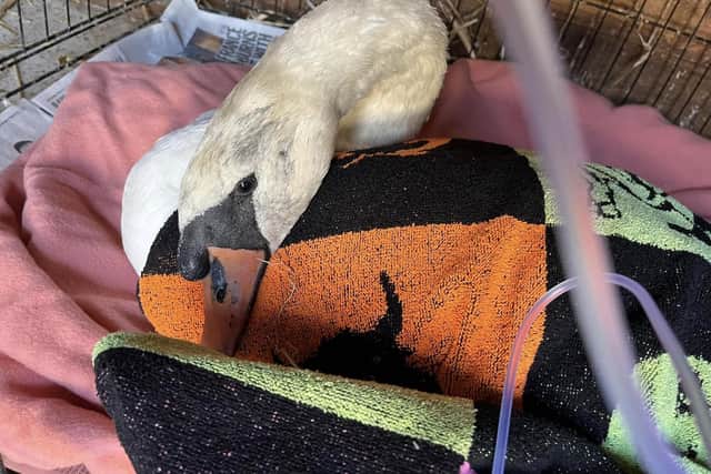The injured swan was rescued from Pleasley by Linjoy Wildlife Sanctuary and Rescue, assisted by Shirebrook firefighters.