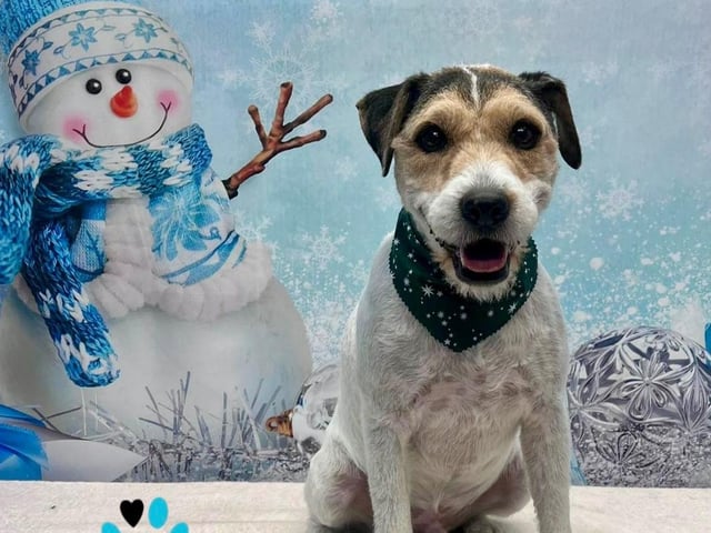 Every dog who is booked in for a groom during December will receive a themed bandana and have one of these gorgeous photos taken