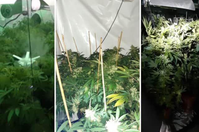Police seized cannabis plants after raiding properties in Mansfield and Huthwaite