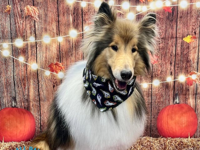 The announcement of the photoshoot was well received by customers, with many expressing enthusiasm to have their dogs photographed during spooky season.