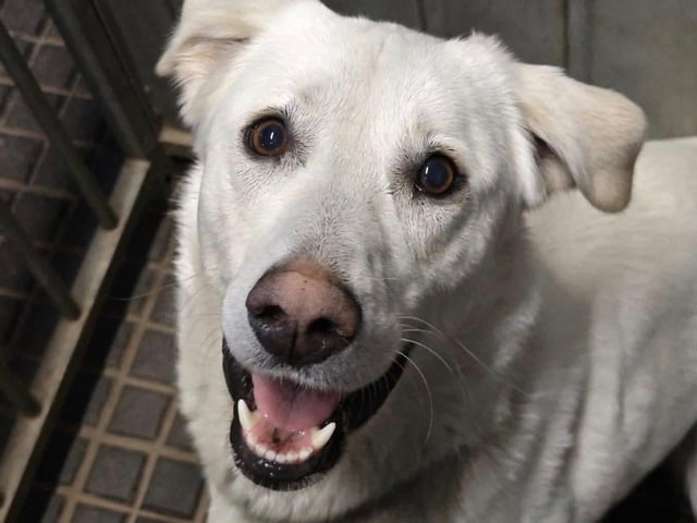 Oakley is a two-and-a-half-year-old large mixed breed dog. She has returned to the charity after her adoption did not go as planned. Oakley is a stunning dog, with soft, white-blonde fur that is ideal for snuggling. Her charming floppy ears and large, expressive puppy eyes make her stand out among the other dogs in the kennels. Although she had been in her previous home for nearly a year, her nervousness proved to be a challenge for the family. The busy family environment was not a good fit for her, so she is back in the kennels. A home that appreciates her gentle nature and can provide a calm setting where she can come out of her shell and thrive would be ideal.