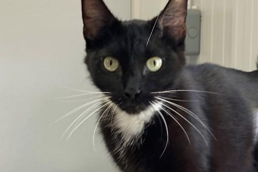 Cookie is an extremely friendly girl who loves attention and will follow you everywhere. She is confident, inquisitive and playful, making cookie an ideal first time cat suitable for a young family.