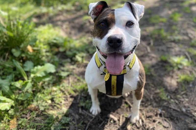 Nellie is a 4 year old staffie cross and is a nervous girl who adores her family but is worried by people she does not know. She takes time to trust new people and needs to live in an adult only household and to be the only pet in the home.