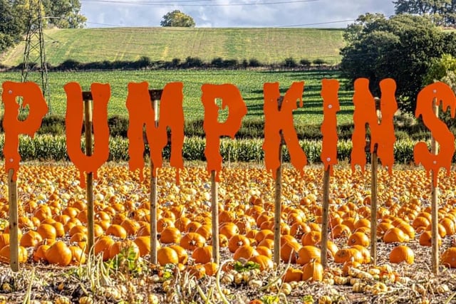 This family-run 'pick your own' in Southwell has thousands of pumpkins and squashes for you to choose from until October 31