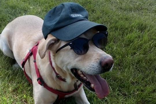Rosie, Labrador aged eleven, staying safe in the sun.
