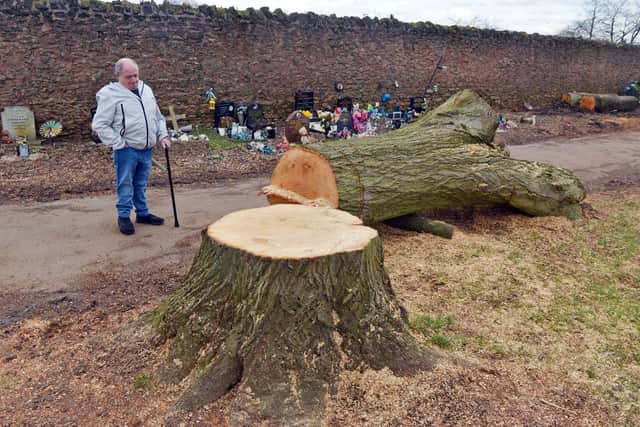 John Smith with one of the mature trees cut down at St Mary's cemetery