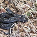 According to the Wildlife Trust, adders, which are a protected species, are relatively small, stocky snakes and prefer woodland, heathland and moorland habitat.
