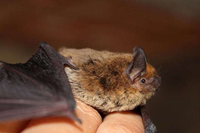 Connect with nature and experience Robin Hood's forest after dark with a night-time stroll into Sherwood Forest to learn about bats. Experts from the Nottinghamshire Bat Group are hosting the walk on Saturday (8.30 pm to 10.30 pm). A number of varieties of the winged mammal live within the forest, where you can use bat detectors to find them among the incredible ancient oaks.
