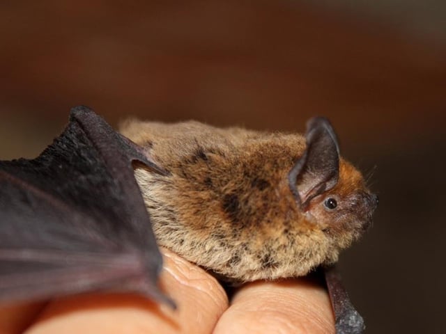 Connect with nature and experience Robin Hood's forest after dark with a night-time stroll into Sherwood Forest to learn about bats. Experts from the Nottinghamshire Bat Group are hosting the walk on Saturday (8.30 pm to 10.30 pm). A number of varieties of the winged mammal live within the forest, where you can use bat detectors to find them among the incredible ancient oaks.