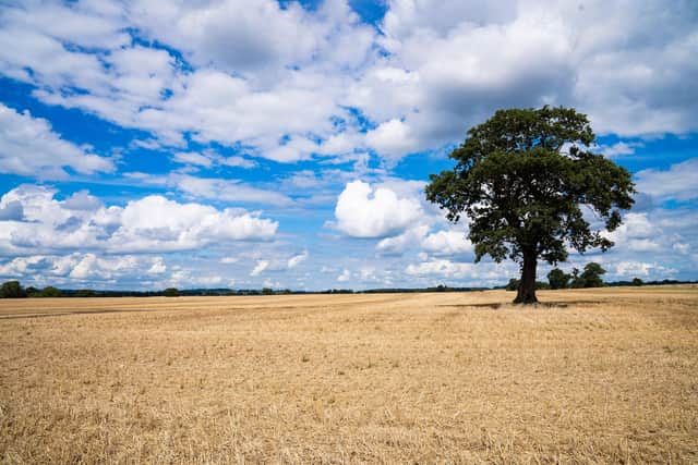 Harvested field with mature oak tree