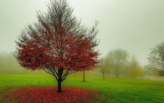Almost all the leaves have fallen - @atmospheric_images