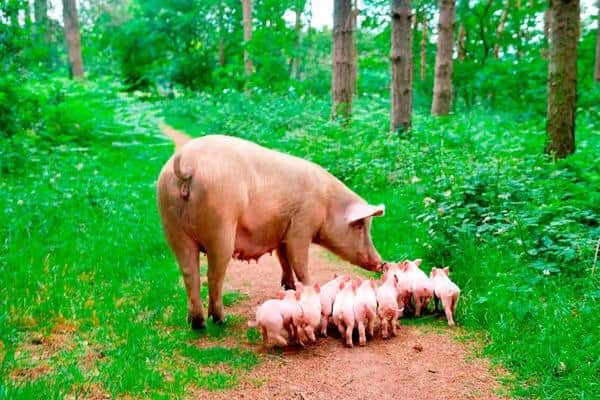 Mathilda was destined for slaughter but avoided the chop after escaping from a farm before giving birth in the woods near Ollerton. Photo: Alex Cousins/SWNS.