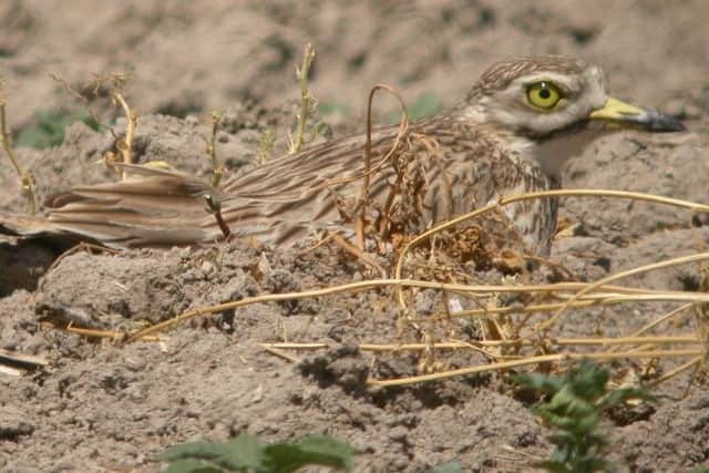 The Stoney Curlew spotted on farmland at Wellow