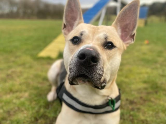 This is Mars, he is a one-year-old cross breed that came in as a stray. He is a super clever boy and is looking for a home that will continue with his training. He is looking to be the only dog in the home as he is worried by other dogs. He is strong on the lead but works really hard on his loose lead walking. He can be left for up to two hours while he is settling but this can be built up. He can live with children over 11.