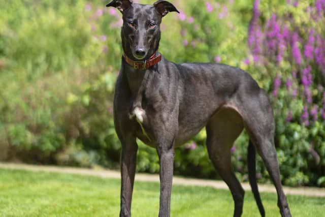 Sunny is a busy, curious little dog and still a youngster at only four-years-old. Photo: Karen Turner-Nash
