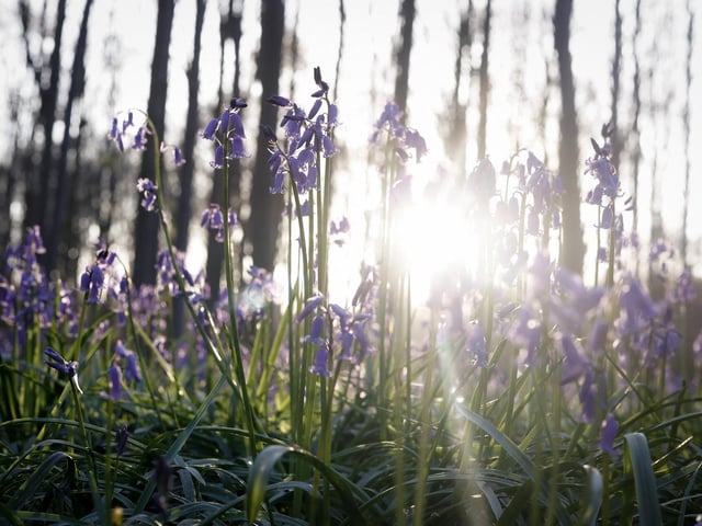 The bluebells at Rufford Abbey Country Park create a "sea of blue" during April and May. With free admission and a standard car park charge of £7.00, the country park is well worth a visit this spring.