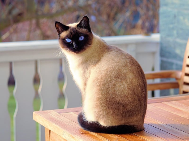 The Siamese cat breed is instantly recognisable and has long been one of the UK's favourite pedigrees.