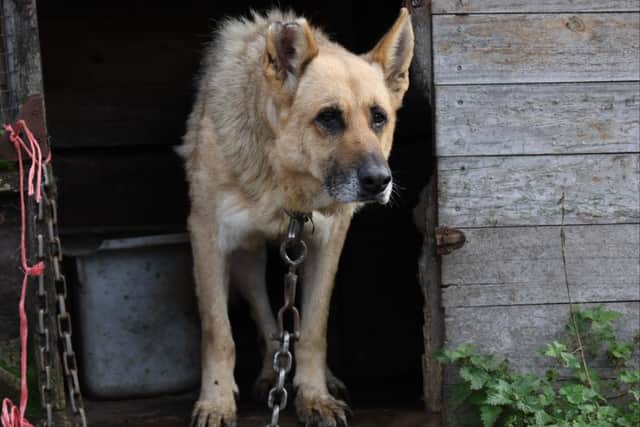 Among the most severely neglected animals was an elderly German Shepherd dog, tethered to a small kennel and struggling to walk.