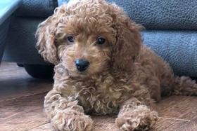 12 week old Cockapoo, Nelly