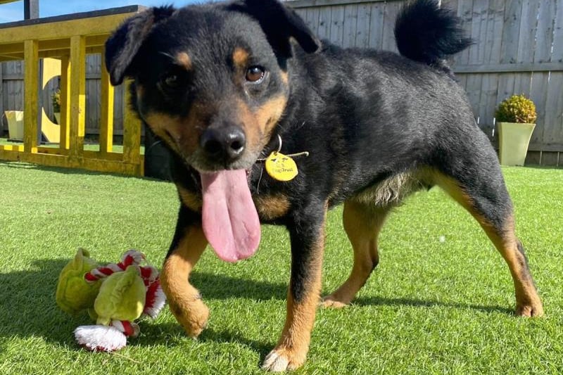 Bobby is a 5 year old Terrier cross who loves to keep busy! He enjoys going for long walks and playing with his favourite toy. He is friendly and loving with his owners but can take some time getting to know new people. Bobby is uncomfortable around other dogs and would need to be the only pet in the home.
