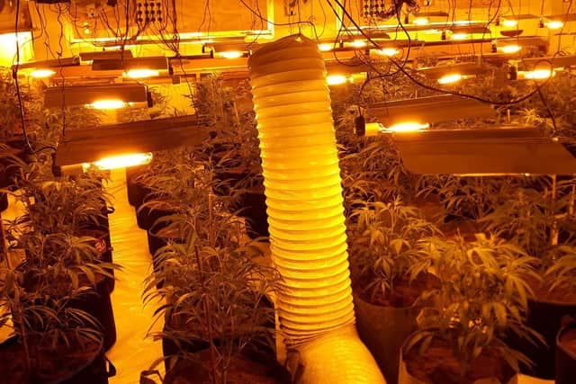 Inside the ex servicemen's club, where a number of cannabis plants were found by policing teams. Photo: Mansfield District Police