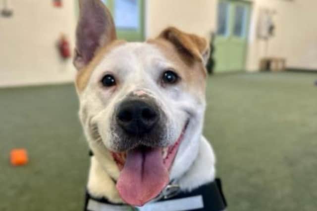 Meet Papaya. "My friends say I am sweetest girl who is a big hit with the volunteers. They just do not understand how I have not found a home yet! I haven't even had any interest which is making me and my friends very sad. My favourite things are food, toys and company."