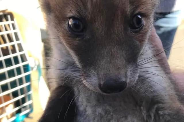 The rescued fox cub