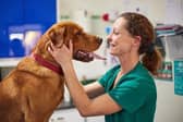 The practice is encouraging owners to take advantage of their free dental assessments