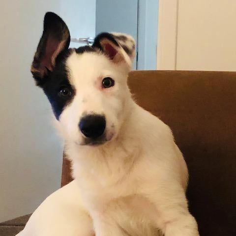 Border collie Odin has been the perfect four-legged friend for owner Katrina Scobie
