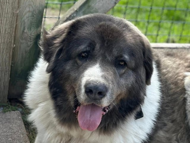 An experienced home is needed for Coco, the five-year-old Caucasian Shepherd. Coco requires a very specific type of home where she can truly thrive. Ideally, Coco needs a rural setting with land—perhaps a smallholding or a farm, where she can engage in her natural instincts to protect and patrol. In her previous home, she spent most of the day outdoors, surveying her territory, and would come inside in the evenings, knowing her job was done. She has lived with cats and young children in the past, but due to her size and strength, any introductions to new pets or children should be handled with care and caution.