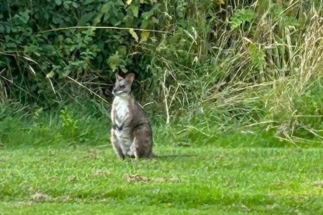 The wallaby spotted at Oakmere Golf Club, Southwell