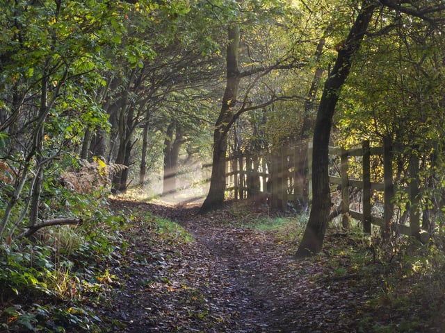 A whimsical walk in Peafield woods.