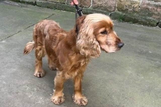 Photo of the red cocker spaniel shared by Mansfield District Council.