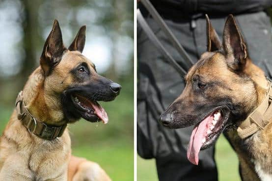 Police dogs Seth and Russo helped apprehend the two suspects. Photo: Nottinghamshire Police