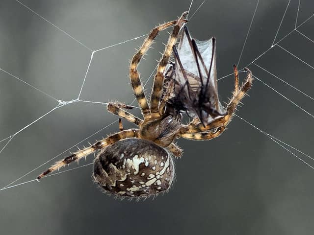 Giant spiders are heading into homes again.
