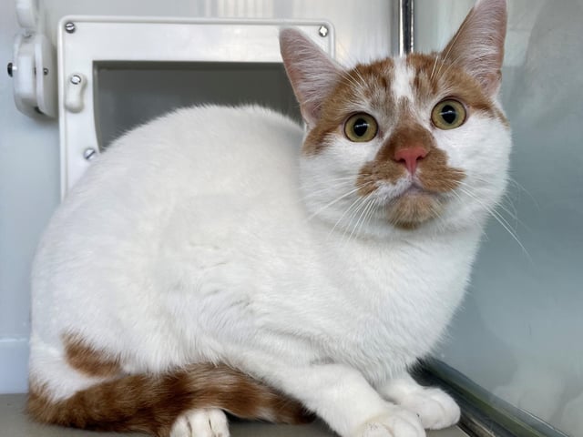 Phoenix’s world was turned upside down when his owner was evicted from their home. He had lived previously as a house cat, so life in the centre was a big shock for Phoenix, and he’s still struggling to find his feet, but he is being seen more regularly by staff. Phoenix would suit a quieter home and has lived with other cats.