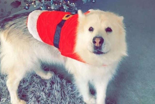 In the run up to Christmas 2020, our readers have shared their pets adorable festive costumes.