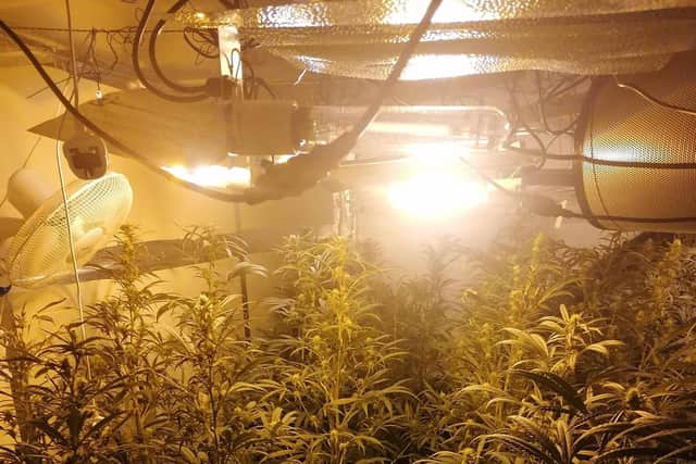 Police arrested three men at a property in Kirkby yesterday afternoon after they found around 700 cannabis plants.