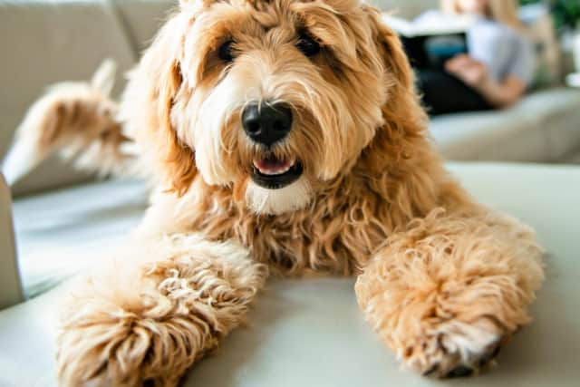 Forever Puppy website