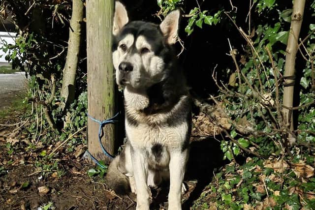Hugo who had been named Storm by rescuers is back with is old name and is doing well after being rescued by the RSPCA