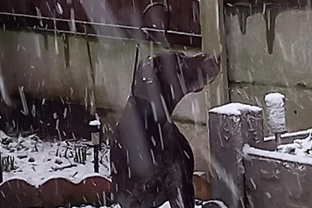 The snow settled in Forest Town.