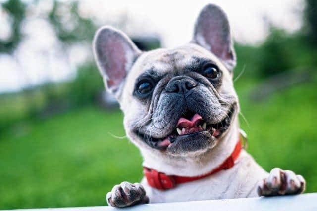 Dog thefts have fallen in Nottinghamshire