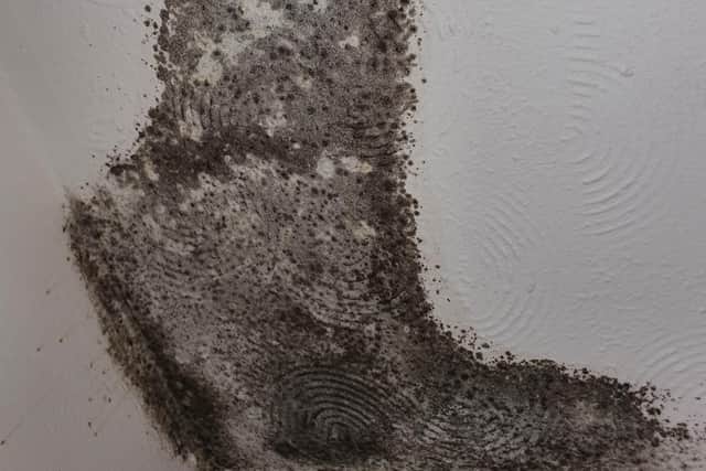 Mould on the ceiling in the home