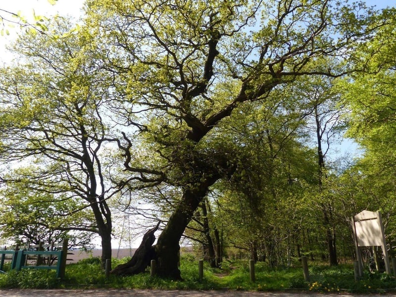 The Parliament Oak is a veteran tree on Peafield Lane and is said to have been the site for impromptu-parliaments held by King John and King Edward I. Legends linked to the Parliament Oak go as far back as 1212, when King John is said to have quickly convened a parliament there to seek approval for the execution of 28 sons of Welsh chieftains who were being held hostage in Nottingham Castle. The tree is now cared for by the Sherwood Forest Trust. Image by Warsop Old Hall/Old Warsop Society.